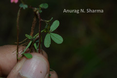 Indigofera trifoliata